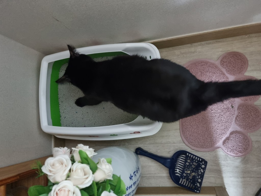 탐사 벤토나이트 응고형 고양이 모래 무향