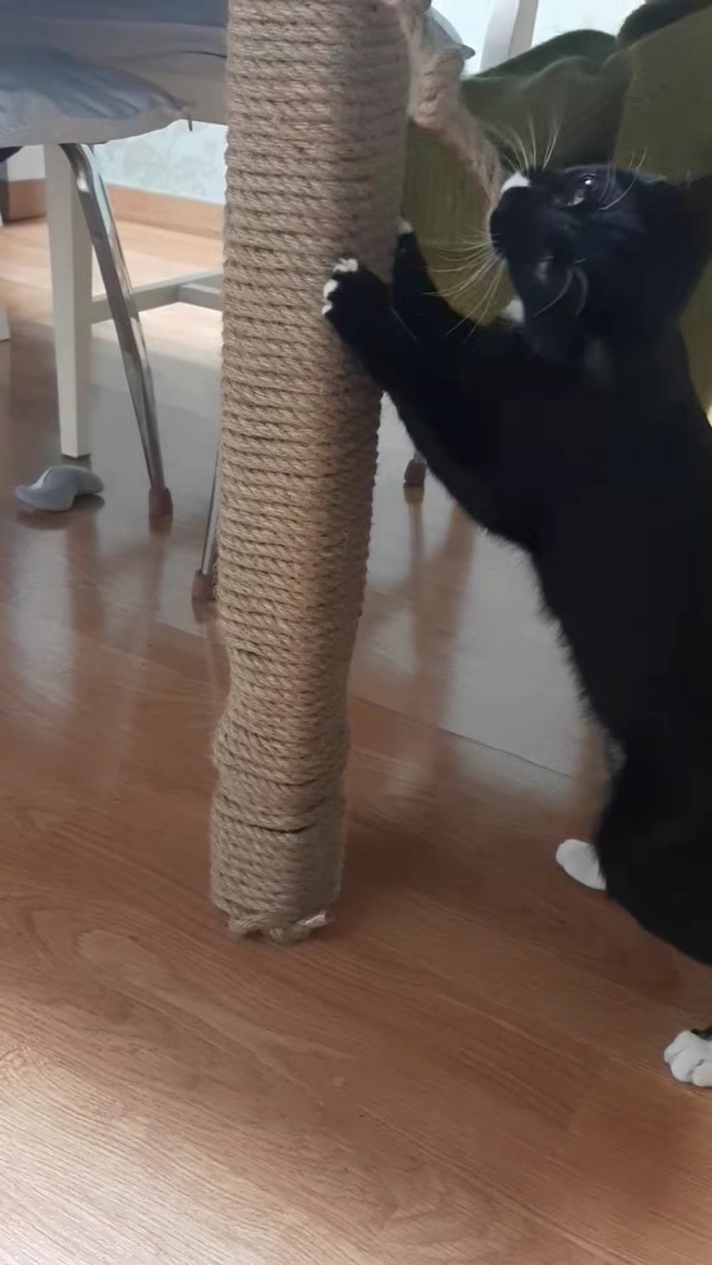딩동펫 고양이 스크래쳐 삼줄