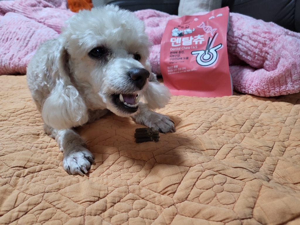 강아지 덴탈껌 동고동락 덴탈츄 입냄새 치석 제거 면역력 영양제 간식 대용량 개껌