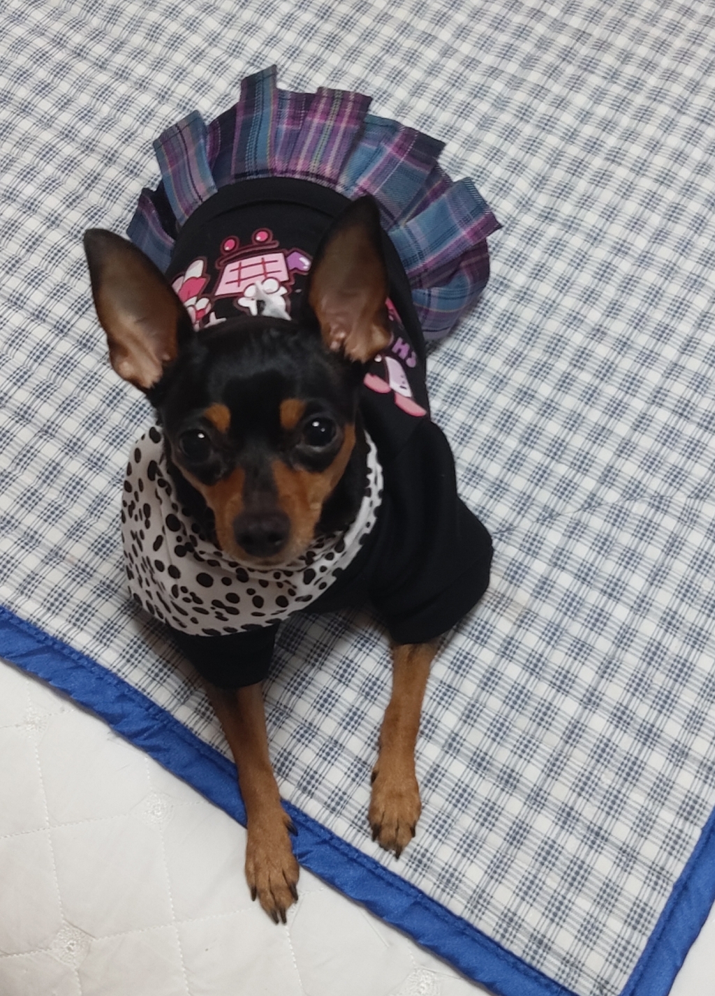 코코스튜디오 강아지옷 고양이 체크 치마 스쿨룩