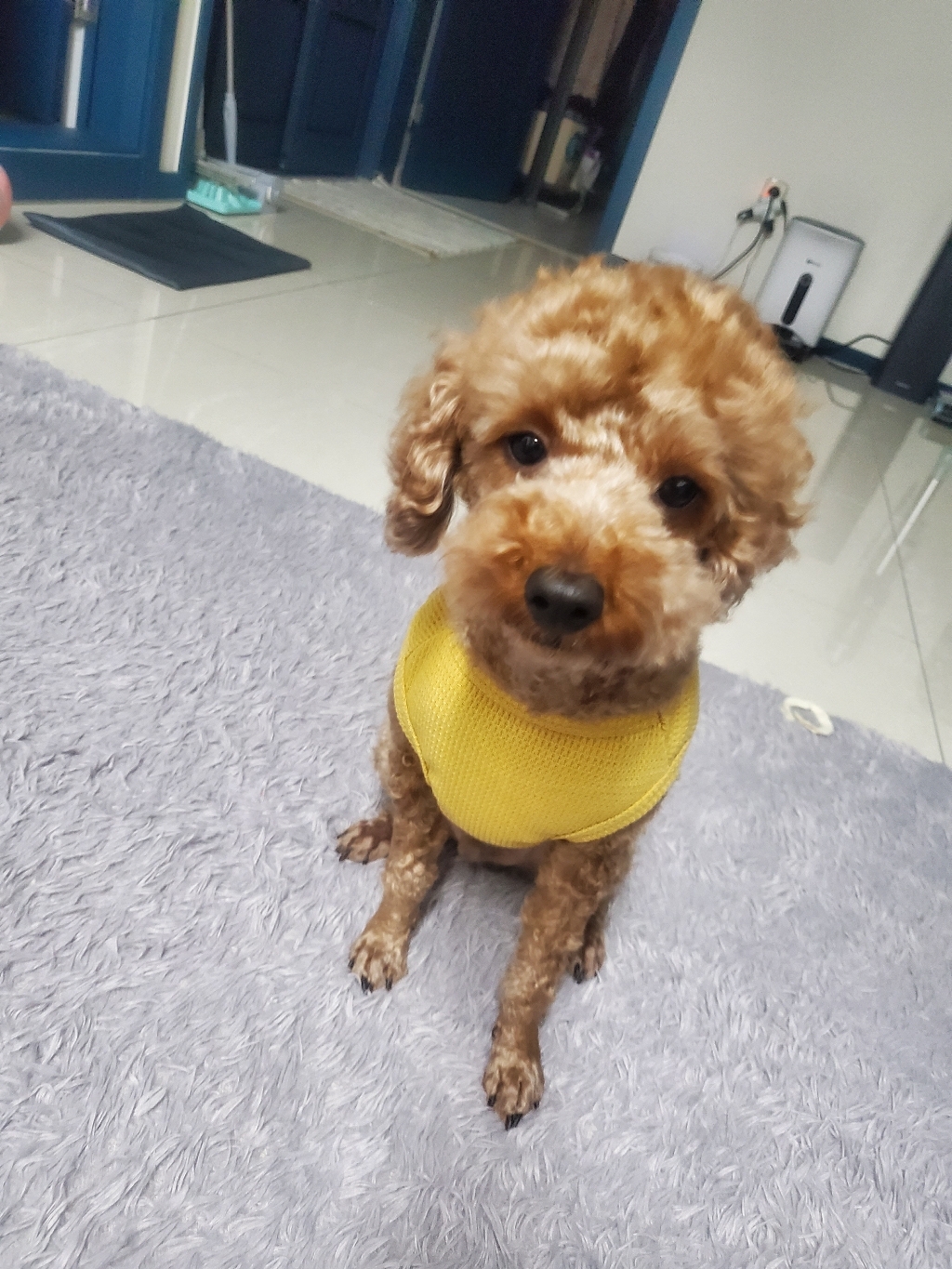 코코스튜디오 강아지옷 데일리 봄옷 인디 베어 나시