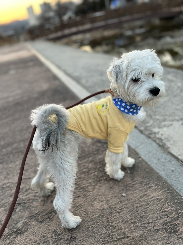 코코스튜디오 예쁜 강아지옷 고양이 데일리 티셔츠