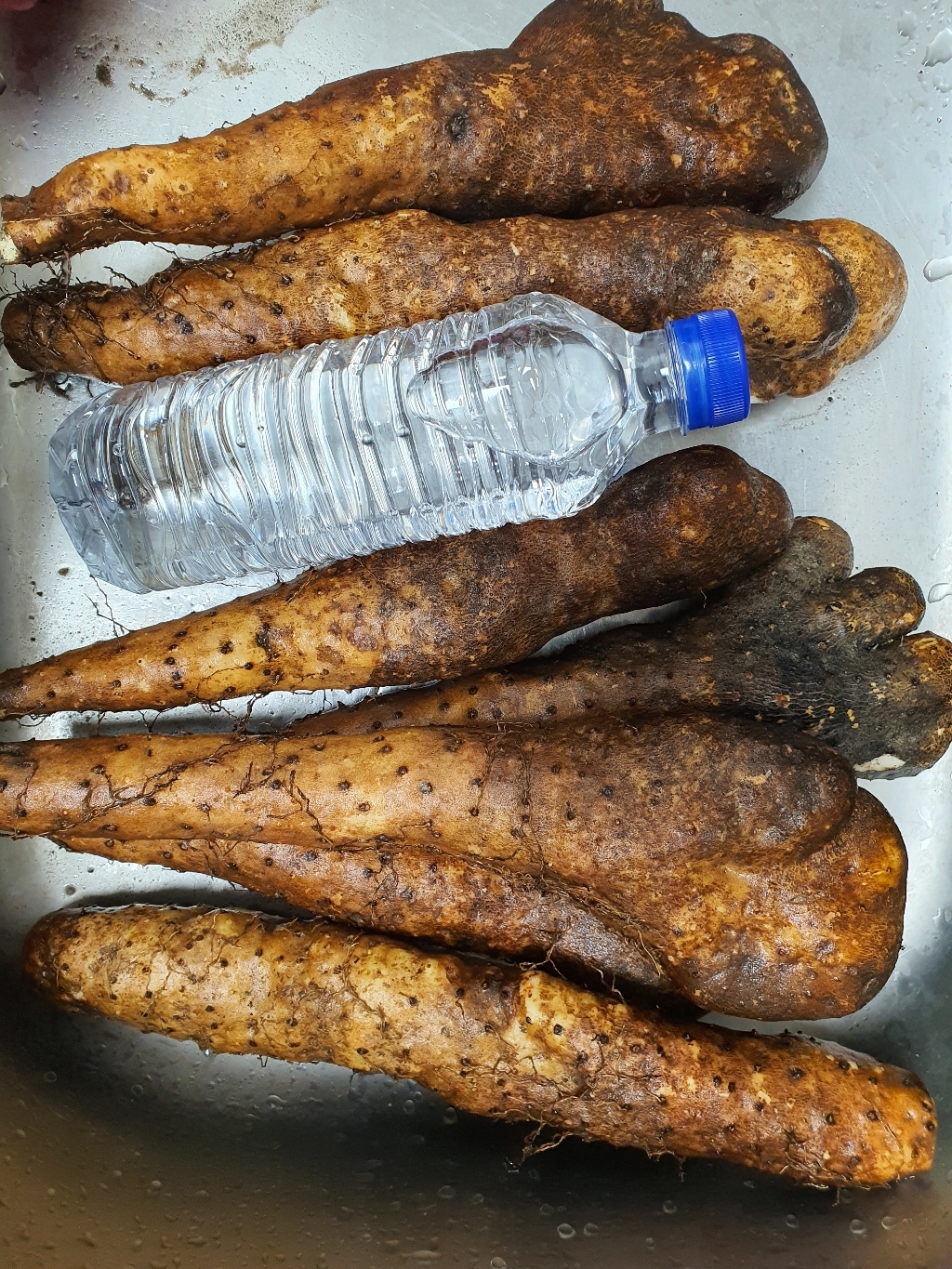 흙사랑농원 안동 산마