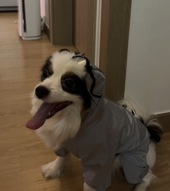 똑딱이 강아지 우비 바람막이