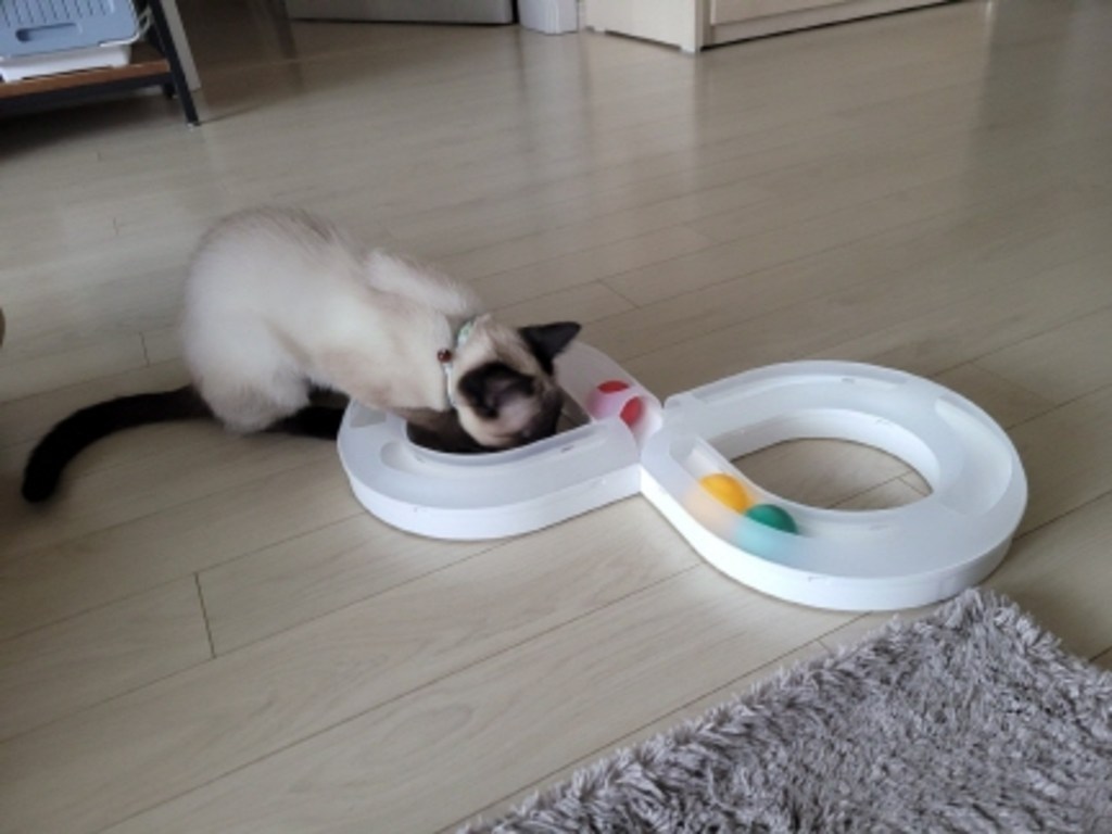 요기쏘 고양이 웨이브 서킷 장난감
