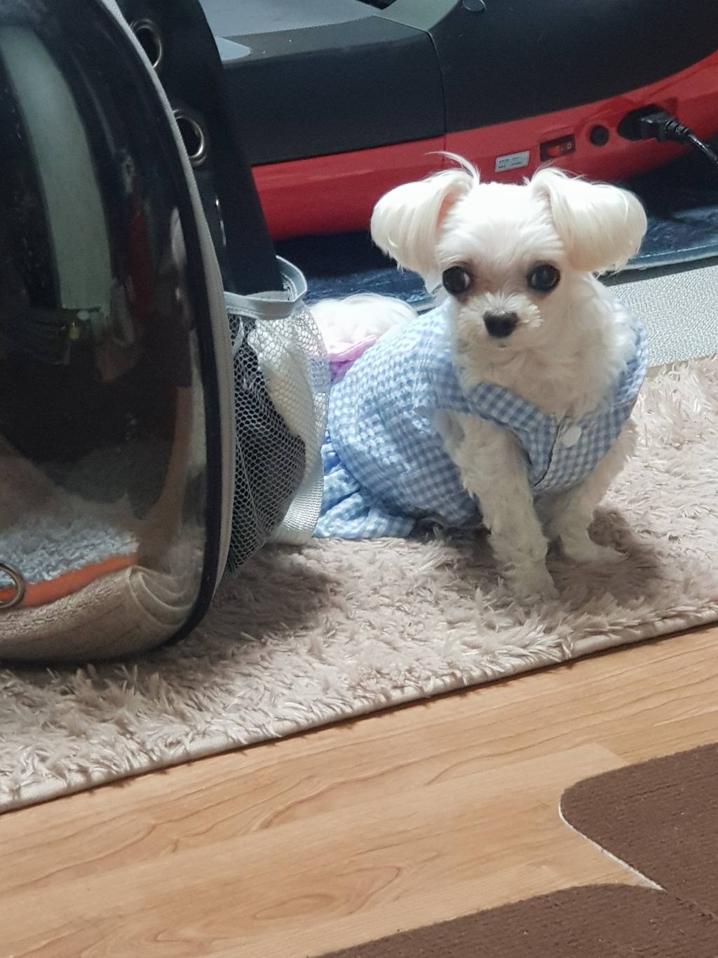 딩동펫 반려동물 시어서커 체크 나시 원피스 리뷰 후기