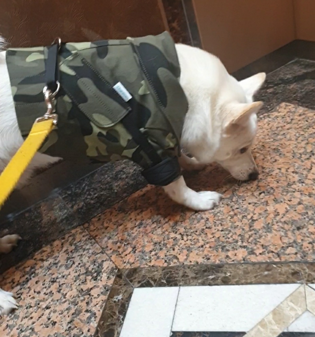 파니온 강아지 앞섬방지 산책훈련 밀리터리 하네스