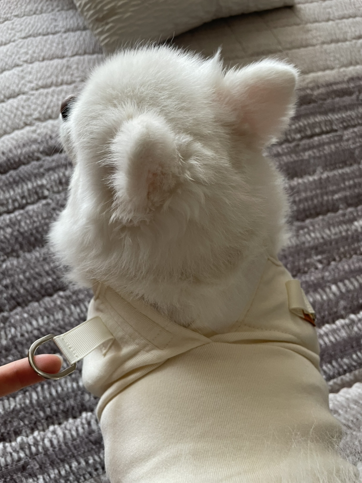 해피러시 마카롱하네스슈즈웨어 애견신발 강아지 올인원 옷 강아지신발