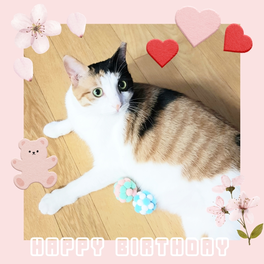 딩동펫 고양이 털뭉치 포근볼