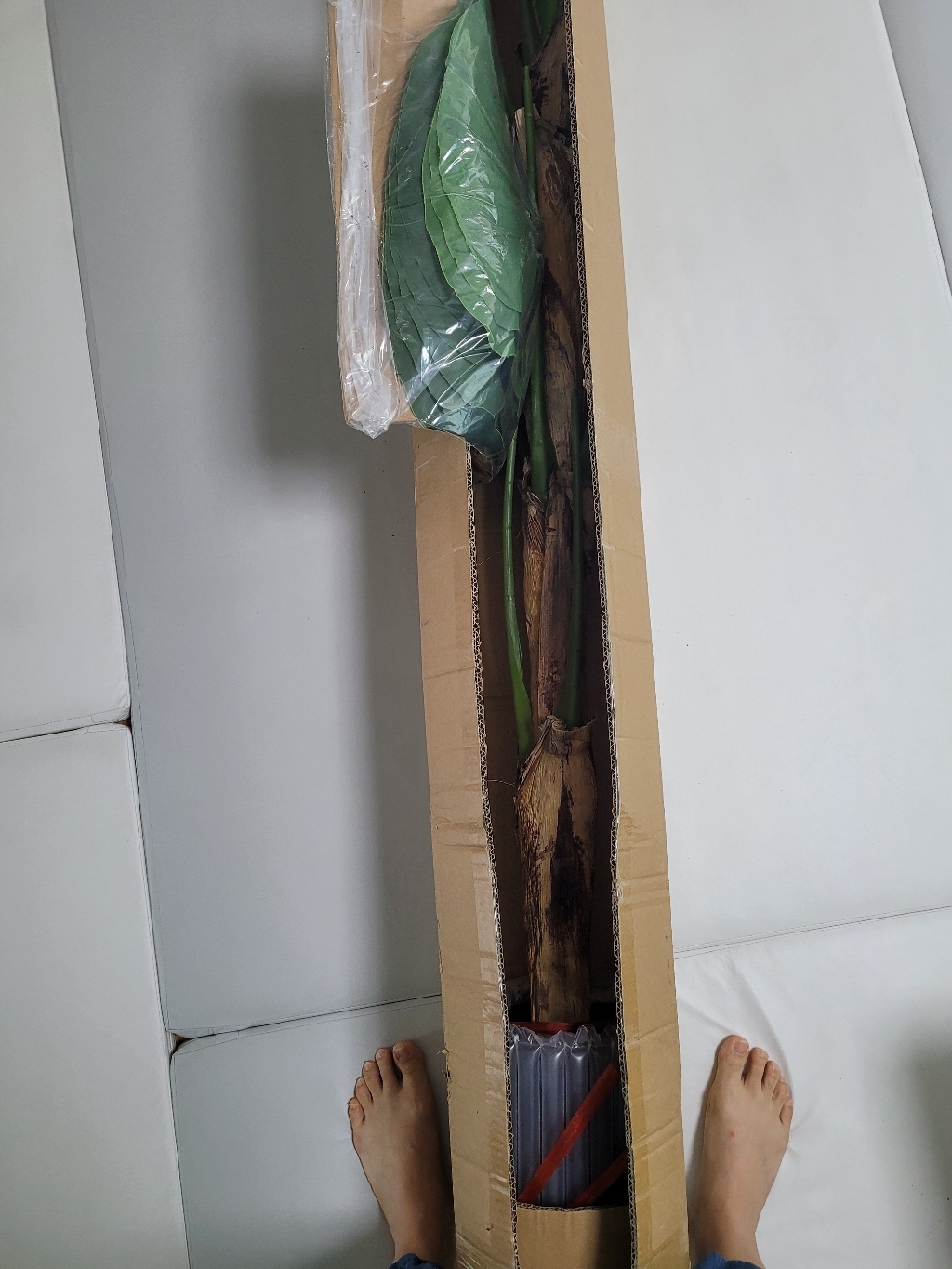 조아트 클래식 알로카시아 리뷰후기