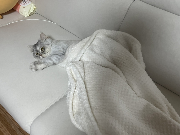 펫츠랜드 포그니 강아지이불