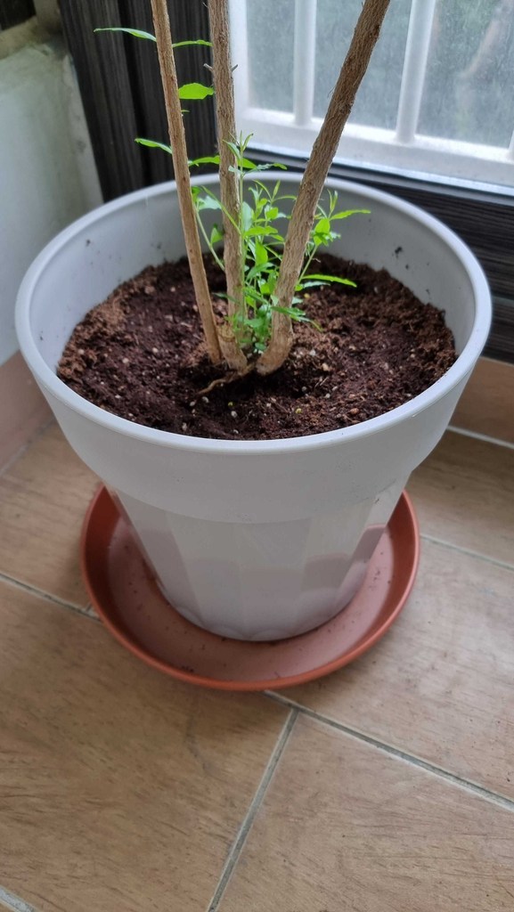 화분월드 동그라미민자 화분받침대
