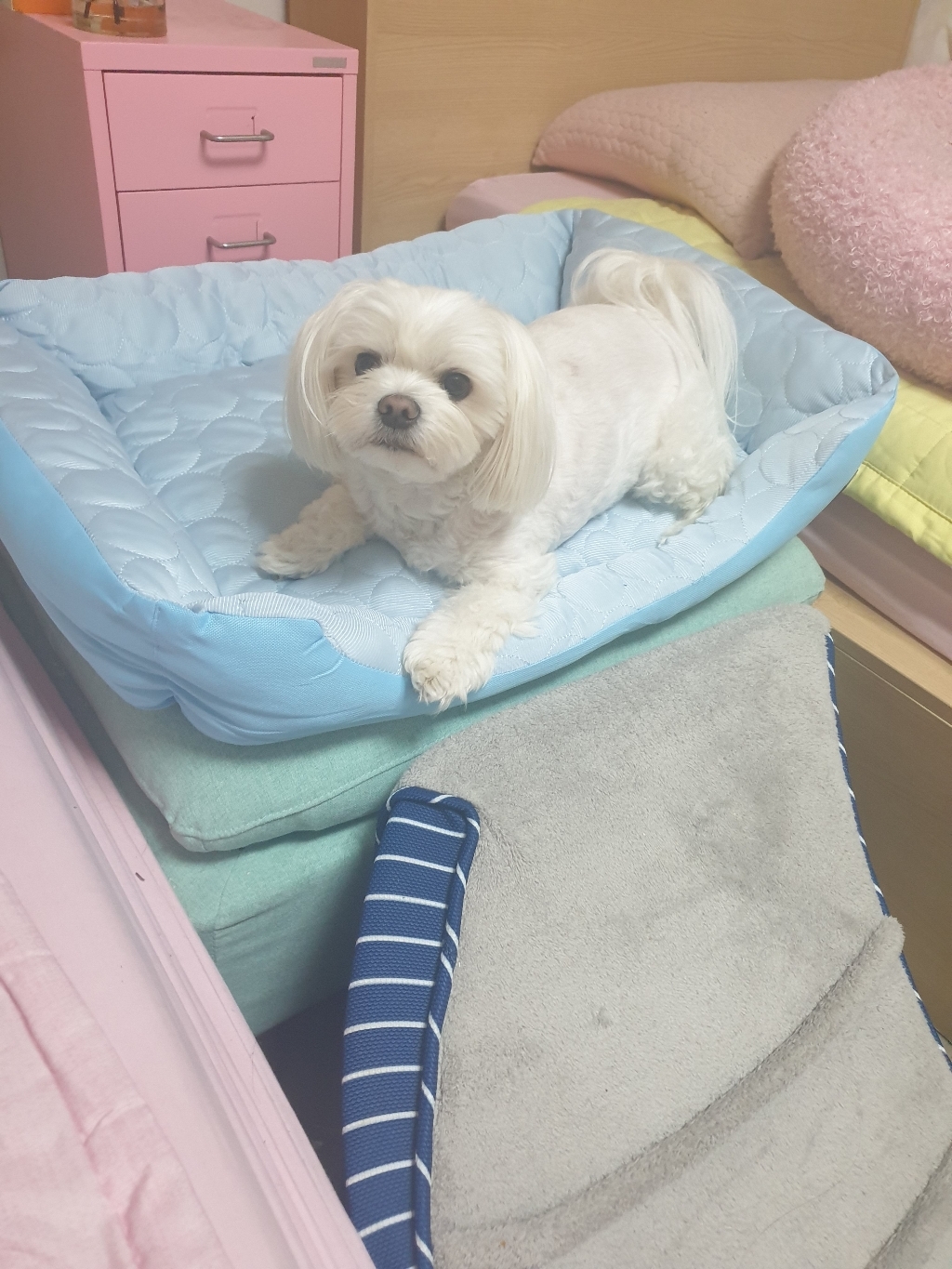 딩동펫 아이스 쿨링 방석