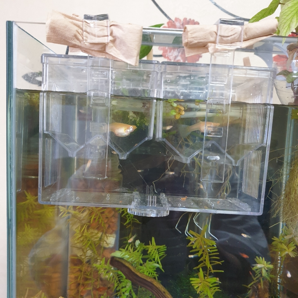 모비딕 물 편한 부화통 D-05