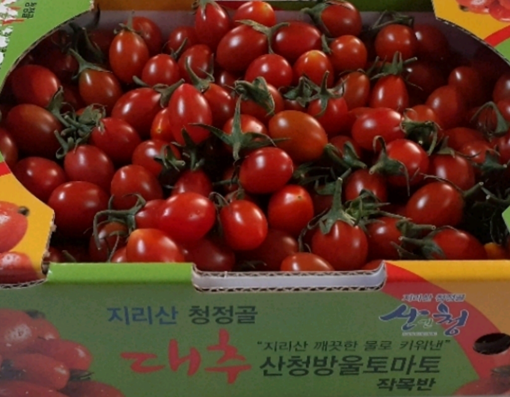 기린농산 대추방울토마토 로얄과