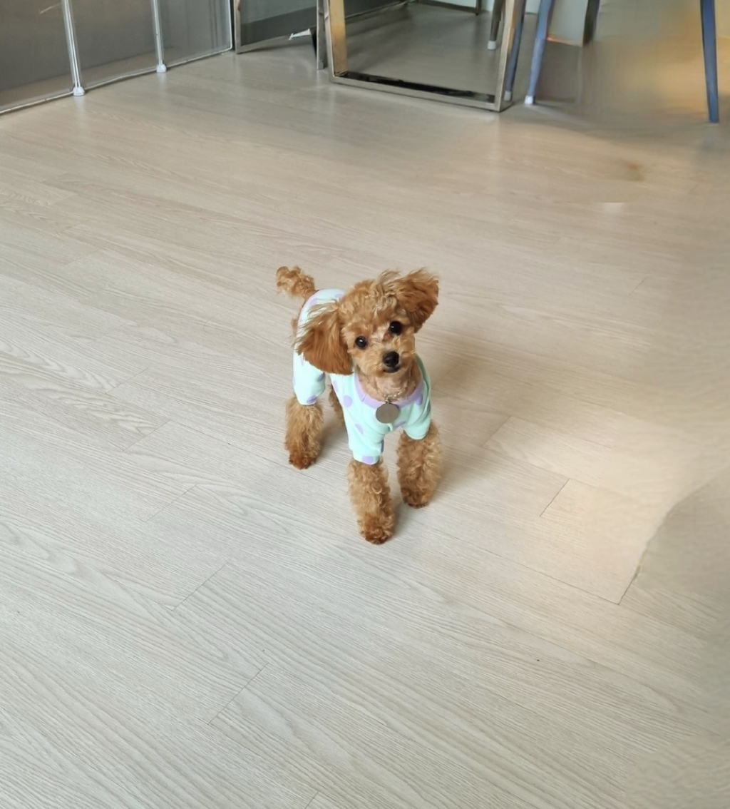 도그월드 강아지 봄 여름 면 땡땡이 올인원