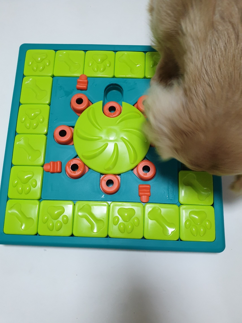 니나오토슨 멀티 퍼즐 강아지 IQ 장난감 3753