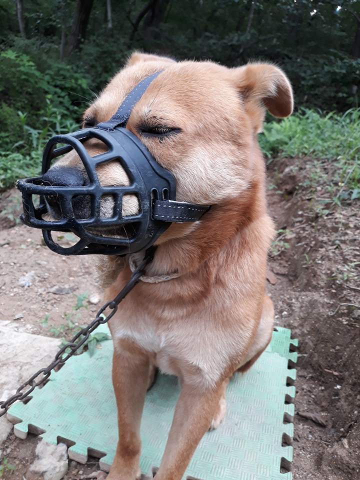 디지펫 강아지 입마개 소형견 중형견 대형견 마스크