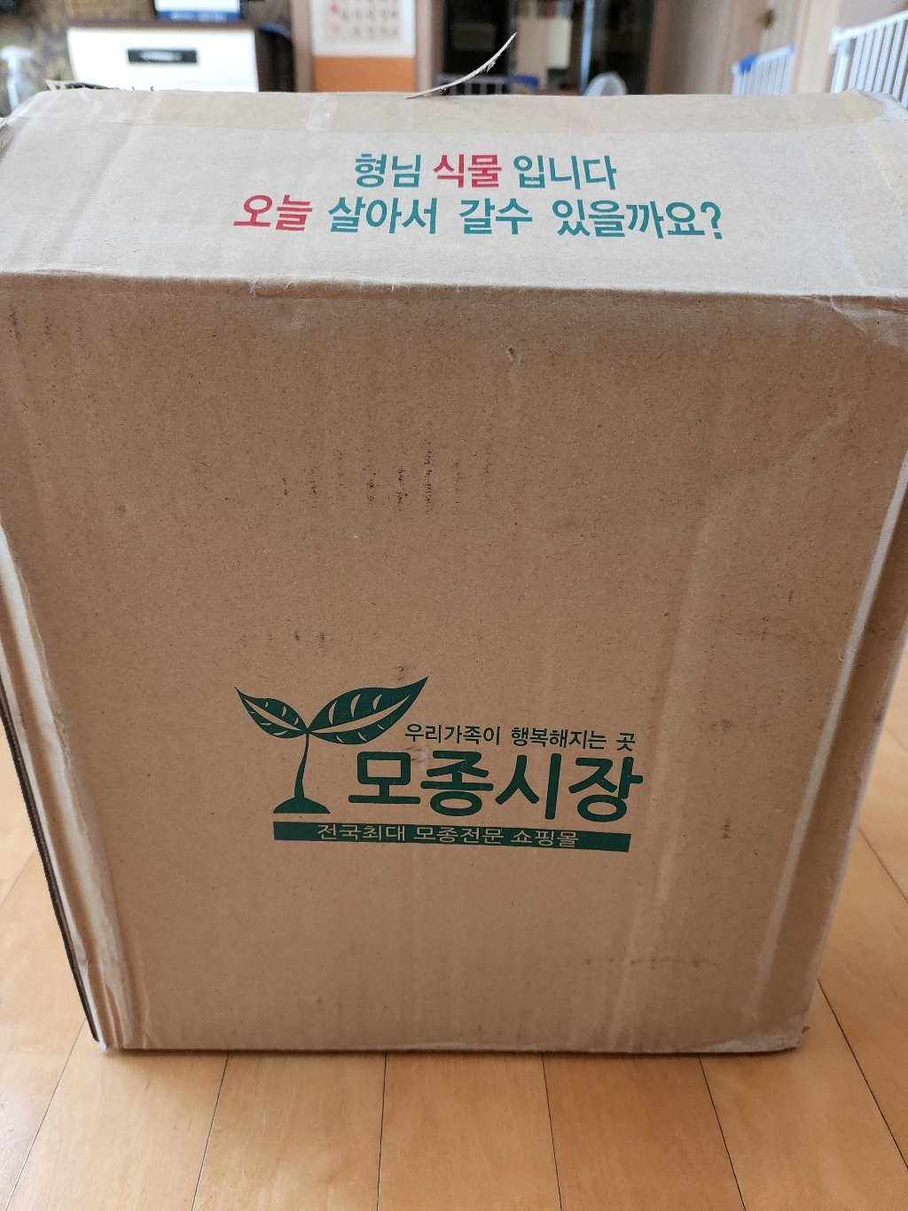 갑조네 거북알로카시아 공기정화식물 리뷰후기