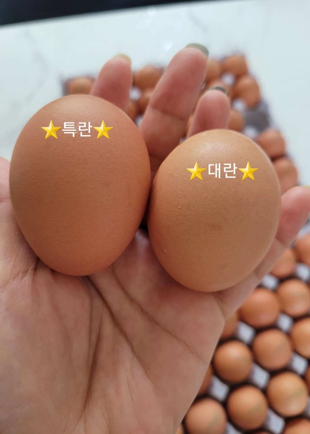 오늘낳은 농장직송 가농 금계란 1  특란 25구 리뷰 후기