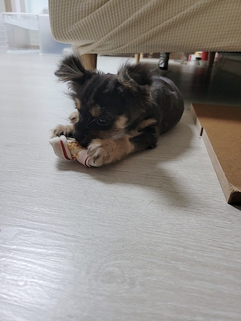 프리미요 소고기 딩고껌 소형견