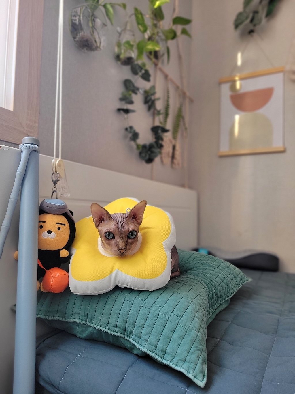 보드래 로다 피그먼트 베개커버