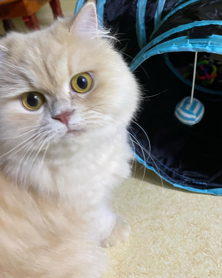 벨르펫 고양이 터널 공 장난감 27종 리뷰 후기