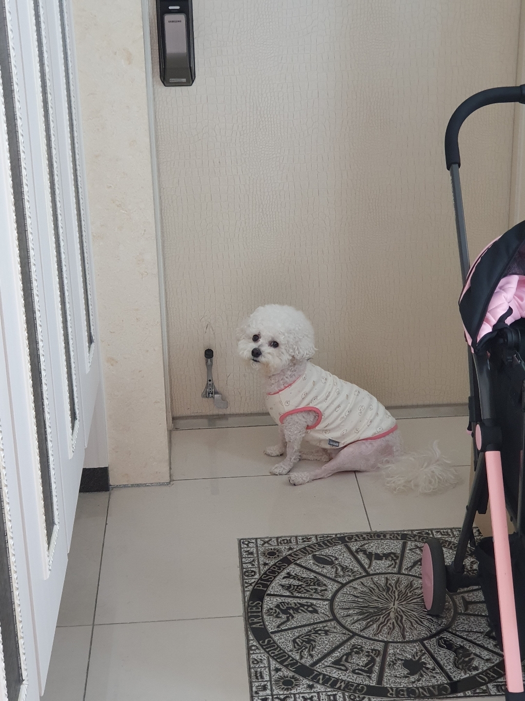 도그아이 순면 반려 동물 티셔츠