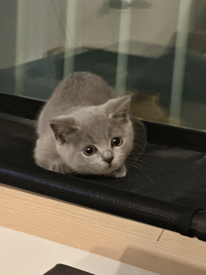 차즈마켓 고양이 해먹 윈도우