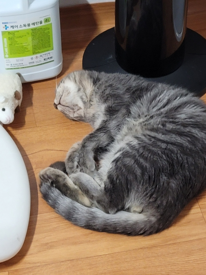 메디록스 반려동물용 살균소독제 리필용 무향