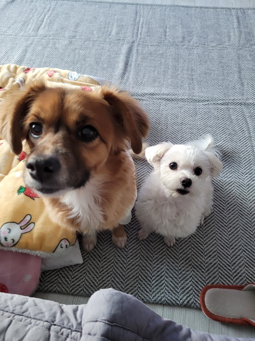 헤파카디오 Q10 60정 강아지 고양이 심장영양제 동물병원 정품