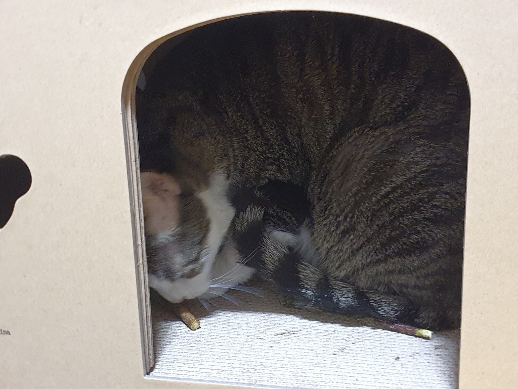 요기쏘 고양이 마따캣닢 냥빼로 장난감