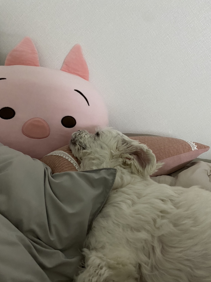 국산 편백나무베개 편백베개 순면 목침 꿀잠베개