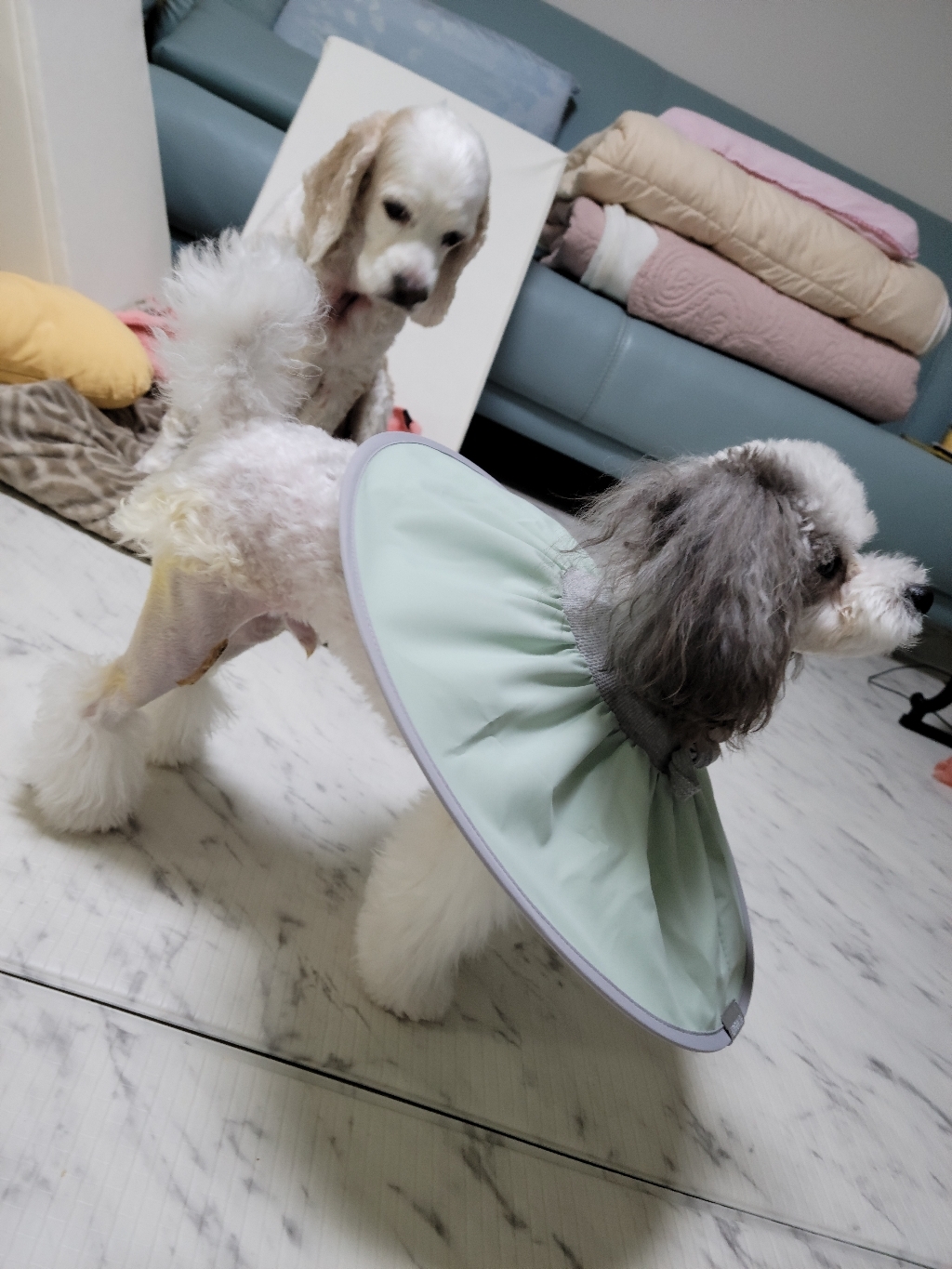 펫인뷰티 반려동물 제로 넥카라 민트