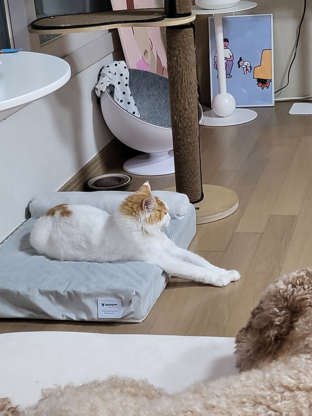 레드퍼피 개몽스 꿀잠 반려동물 침대