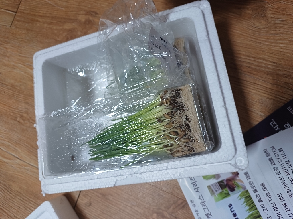 [기획set] 뮤토 데일리 캣그라스 하루에 하나씩 꺼내서 바로 먹이는 고양이 풀