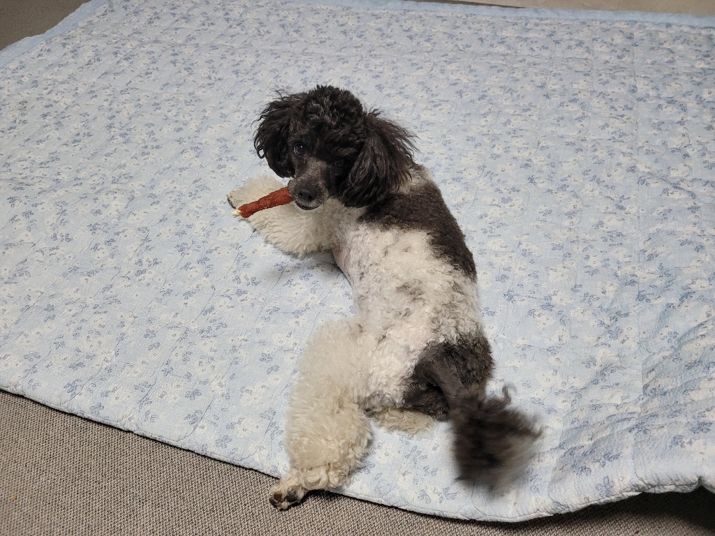 개밥도둑 강아지 건조간식 육포 말이 껌 대용량 실속간식1kg, 오리말이껌, 1kg, 1개