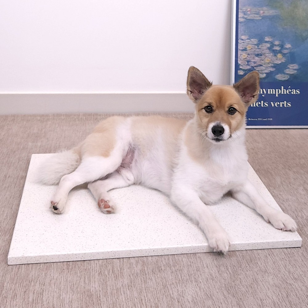 반려동물에게 시원함과 편안함을 제공하는 천연 대리석 쿨 매트