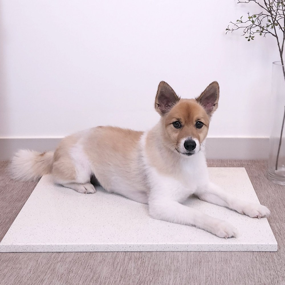 반려동물을 위한 쿨링 솔루션: 오션웰리빙 반려동물 대리석 쿨 매트