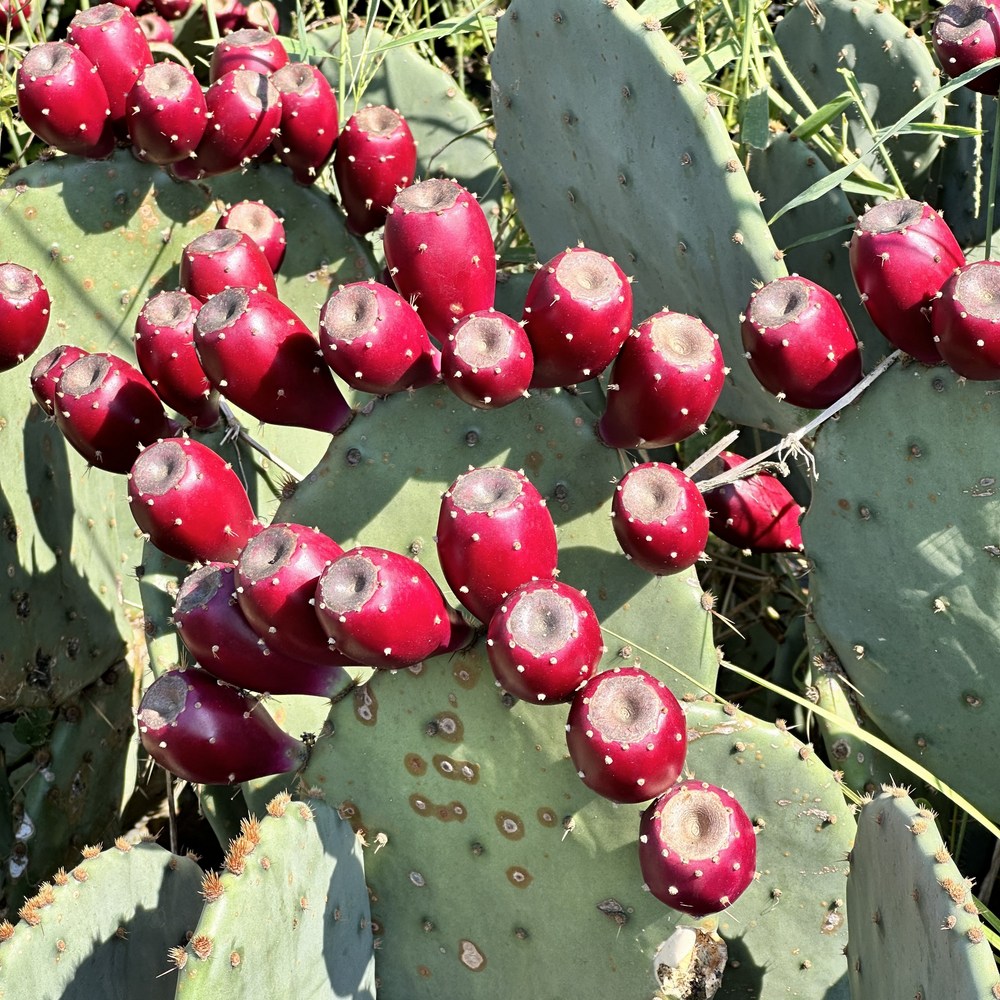 남해 청정 백년초 열매, 건강을 담은 자연의 선물