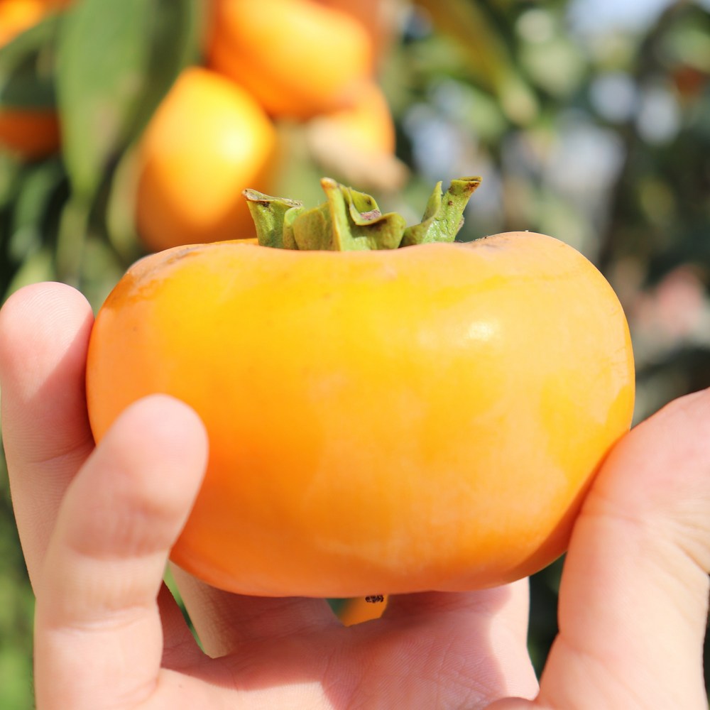 입안 가득 달콤함, 기린 진영 햇단감 로얄과 5kg!