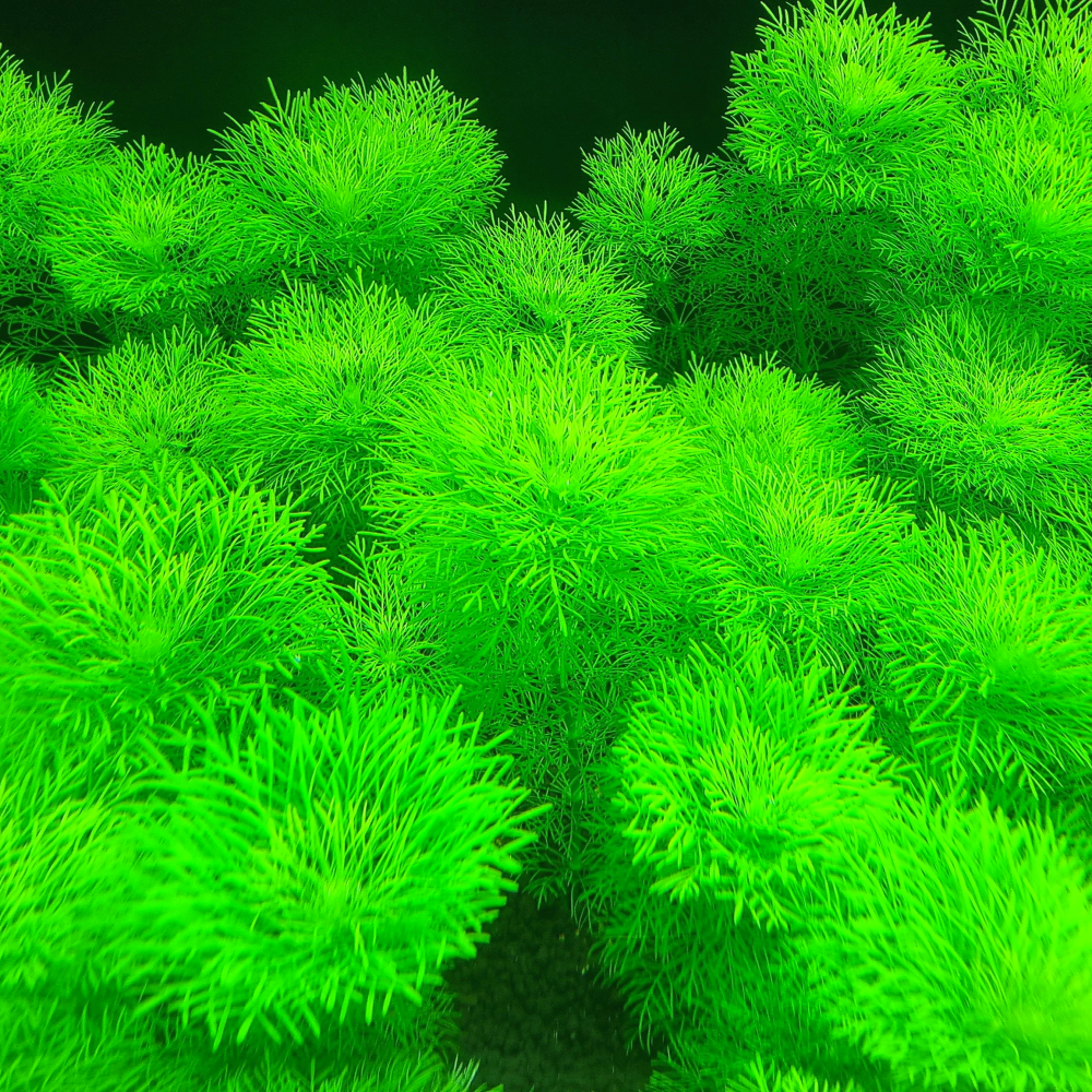 자이언트 암브리아로 시작하는 푸른 수중 낙원