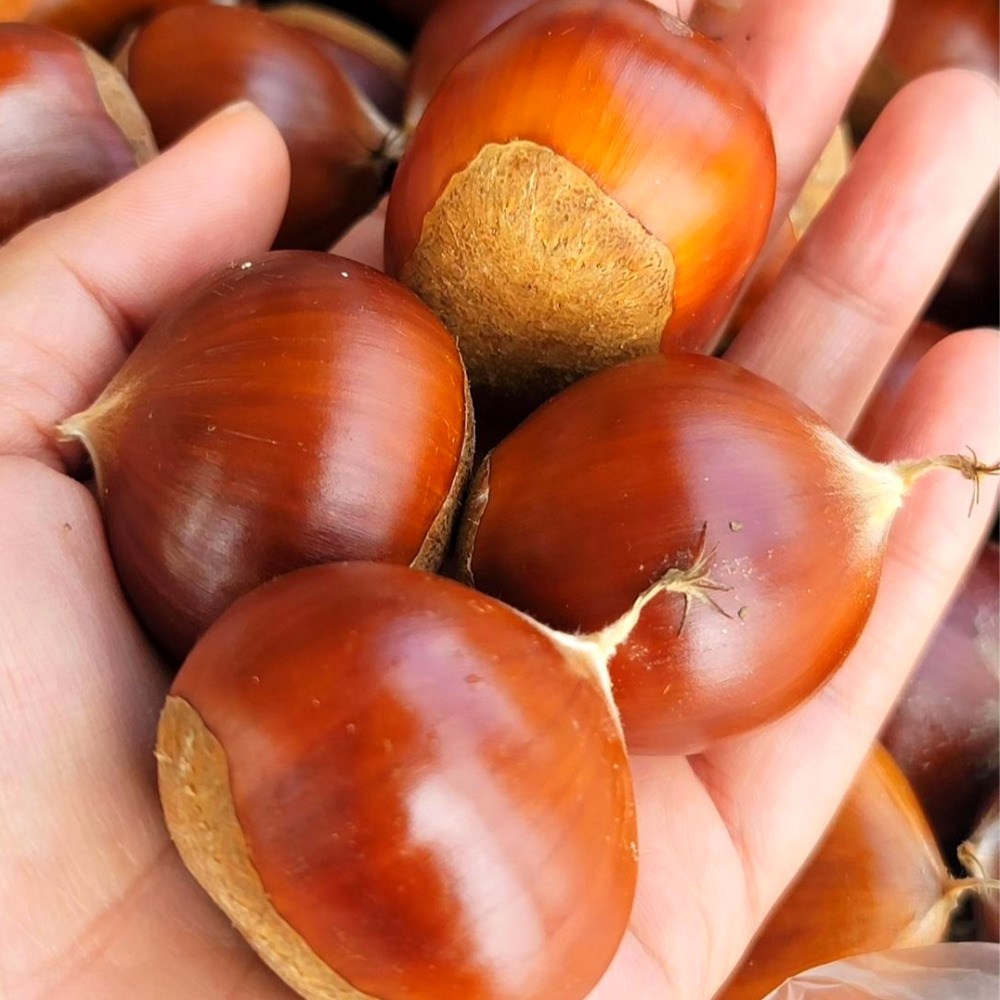 꿀당 알밤 햇밤 왕밤, 풍성한 가을의 맛을 집으로!