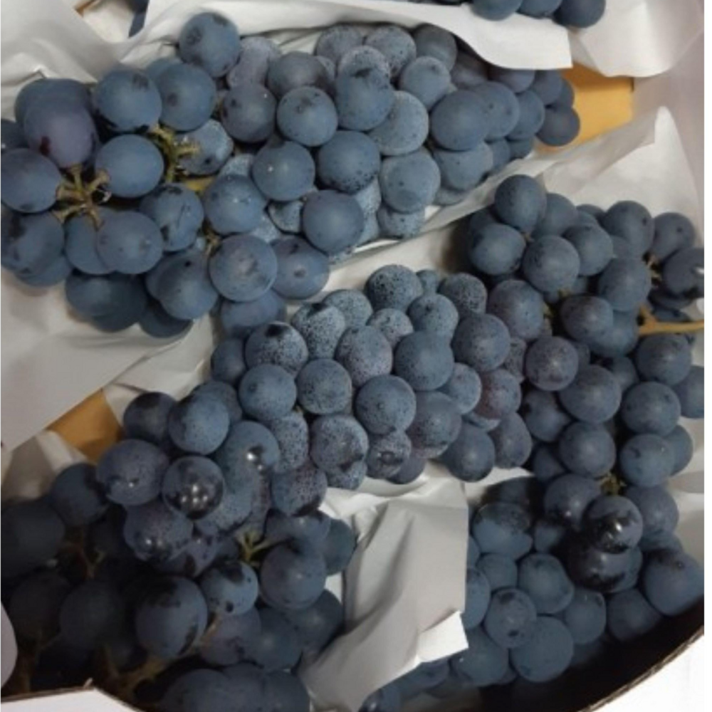 입 안 가득 퍼지는 달콤함, 프리미엄 머루 포도의 황홀경