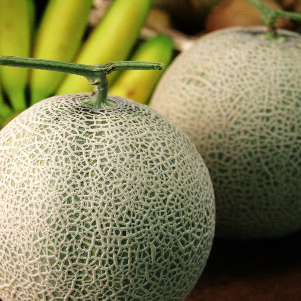 입안 가득 퍼지는 달콤함, 원시인농산 머스크메론