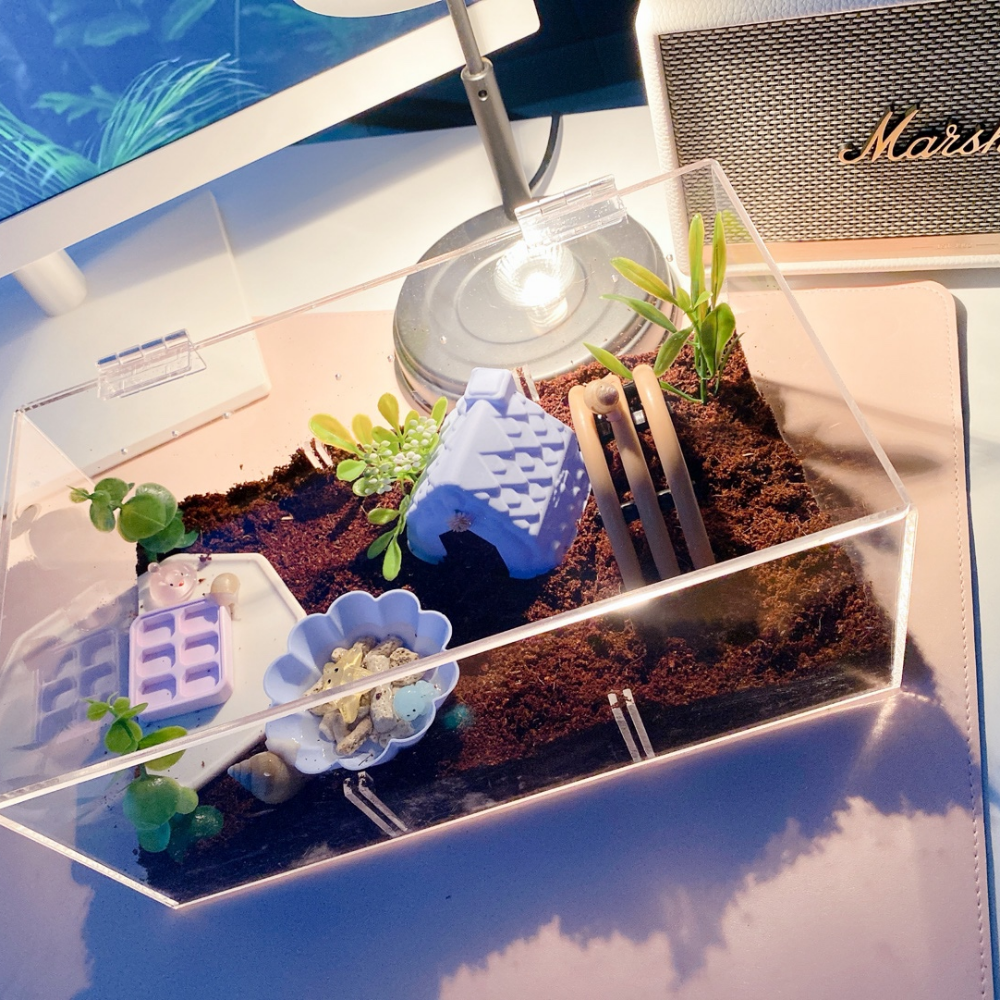 달팽이를 위한 완벽한 사육 환경