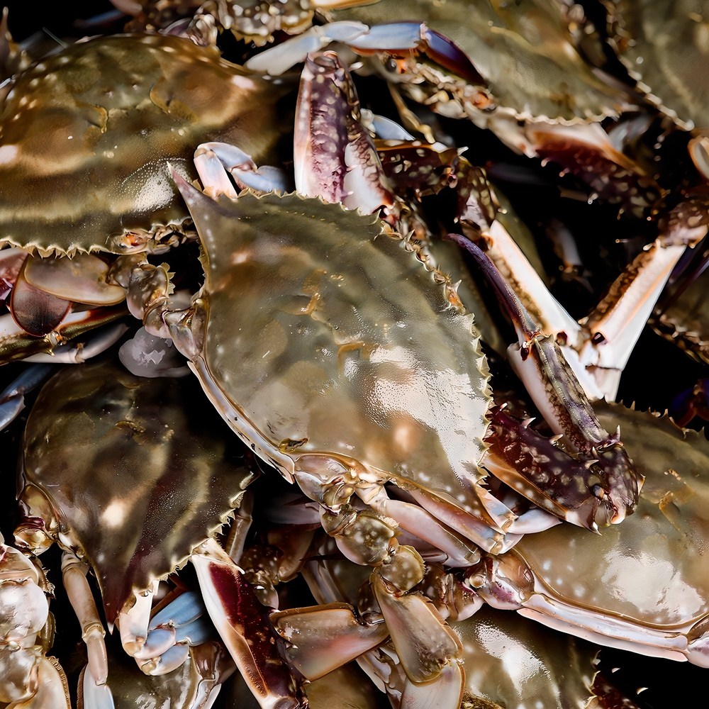 오늘 잡은 싱싱함, 태안 신진도 활 숫꽃게!