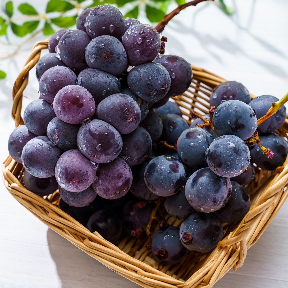 가을의 달콤한 유혹, 프리미엄 20brix 고당도 캠벨 포도