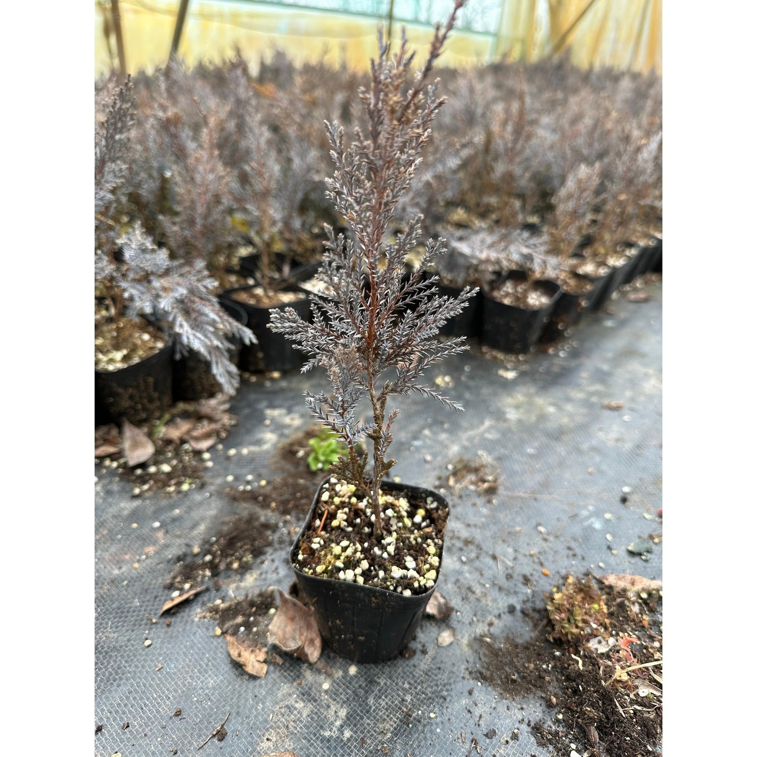 문그로우 묘목으로 아름다운 울타리 만들기