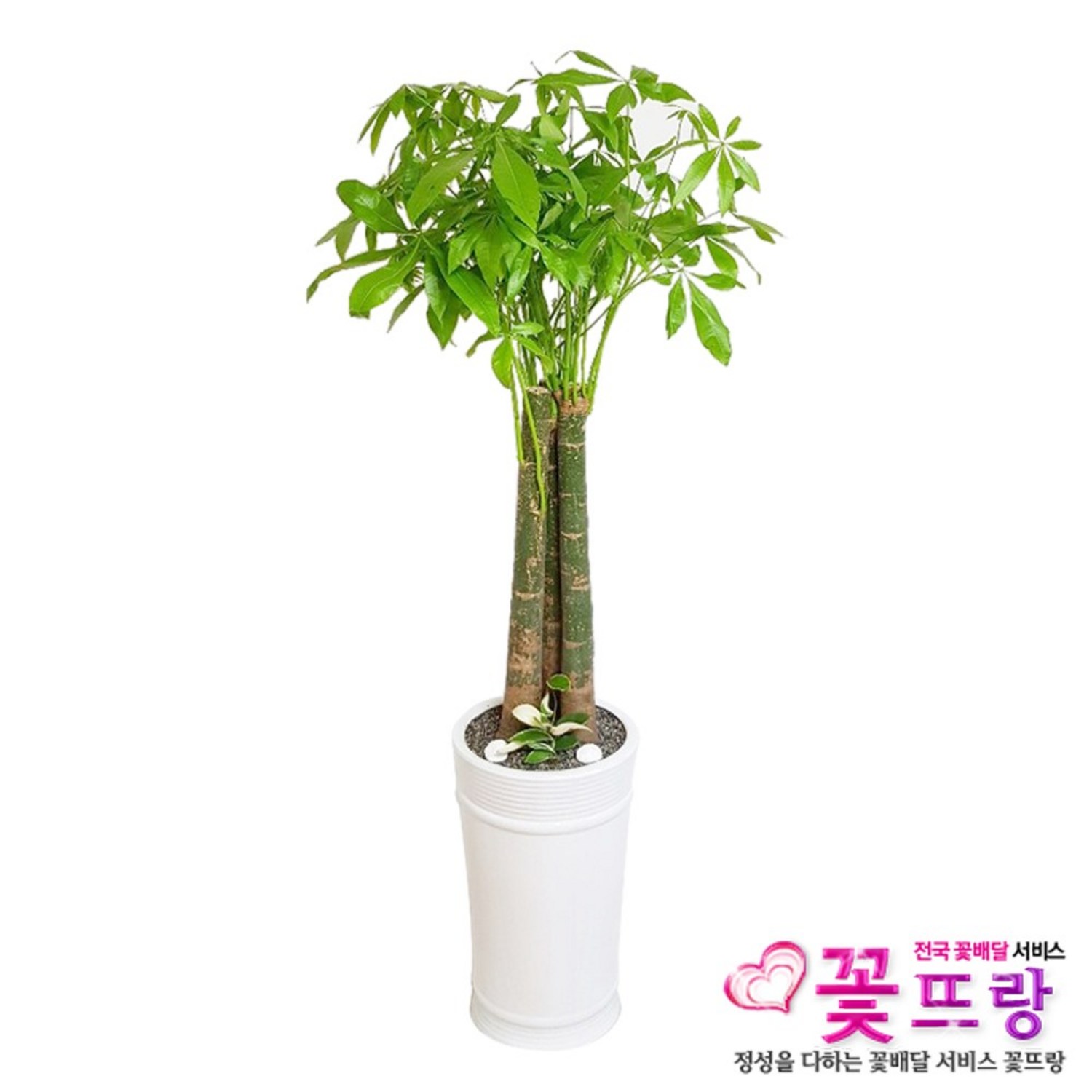 꽃뜨랑 개업화분 전국당일꽃배달 스투키 행운목 금전수 황금죽, 1개, a10 파키라